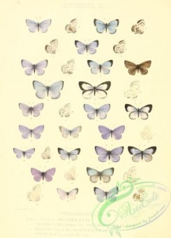 butterflies-22518 - 052