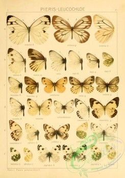 butterflies-22550 - 084