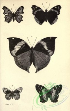 butterflies_bw-00188 - black-and-white 040-polygonia, pyrameis, junonia, kallima, anartia