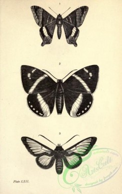 butterflies_bw-00210 - black-and-white 062-coronis, castnia, cocytia