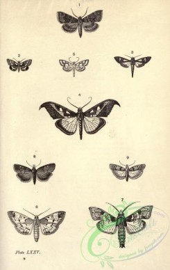 butterflies_bw-00223 - black-and-white 075-aglossa, pyrausta, hyalea, megaphysa, hydrocampa, botys, megastes