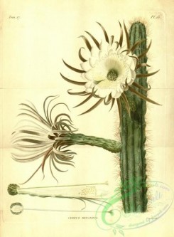 cacti_flowers-00184 - cereus repandus [3809x5172]