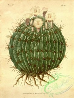 cacti_flowers-00188 - echinocactus melocactiformis [2883x3797]