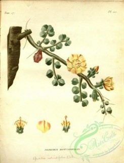 cacti_flowers-00198 - pereskia rotundifolia [2931x3855]