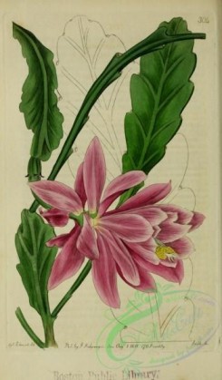 cacti_flowers-00203 - Rose-flowered Indian-Fig, cactus speciosus [2630x4493]