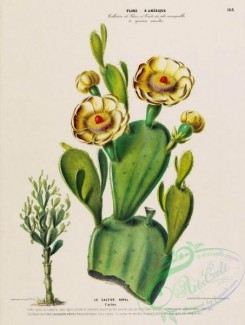 cacti_flowers-00209 - cactus [4171x5521]