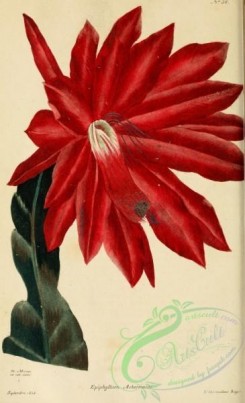 cacti_flowers-00226 - epiphyllum ackermanni [2079x3413]