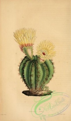 cacti_flowers-00227 - echinocactus ottonis [2097x3530]