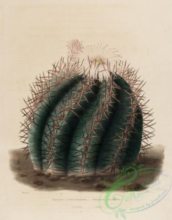 cacti_flowers-00243 - echinocactus horizontalinus [3094x3958]