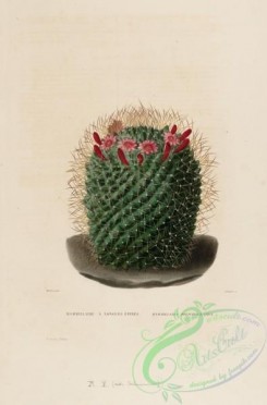 cacti_flowers-00247 - mammillaria dolichocentra [2942x4462]