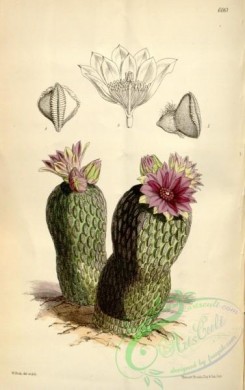 cacti_flowers-00319 - 6061-pelecyphora aselliformis concolor [2202x3500]