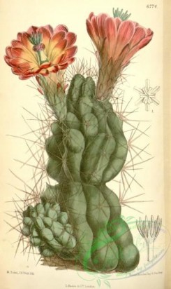 cacti_flowers-00328 - 6774-cereus paucispinus [2122x3563]