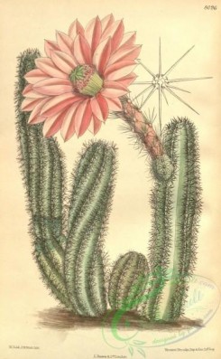cacti_flowers-00340 - 8096-cereus scheerii [2148x3476]