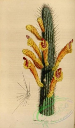 cacti_flowers-00353 - cereus tweediei [2195x3696]