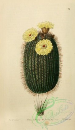 cacti_flowers-00405 - 024-echinocactus scopa, Broom Cactus [2016x3471]