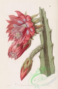cacti_flowers-00409 - 049-Small-flowered Shew-Cereus [2949x4518]