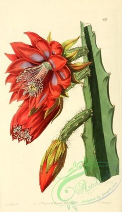 cacti_flowers-00410 - 049-Small-flowered Shew-Cereus [1968x3414]