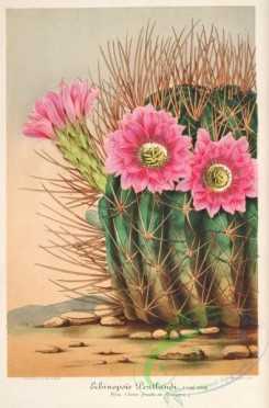 cacti_flowers-00430 - echinopsis pentlandi [3598x5453]