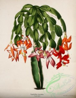 cacti_flowers-00444 - epiphyllum truncatum [1660x2140]