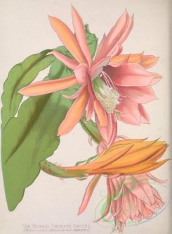 cacti_flowers-00454 - Hybrid Crenate Cactus, phyllocactus speciosissimo-crenatus [3224x4365]