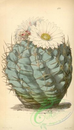 cacti_flowers-00520 - 4311-echinocactus hexaedrophorus, Hexaedron-Echinocactus [1946x3431]
