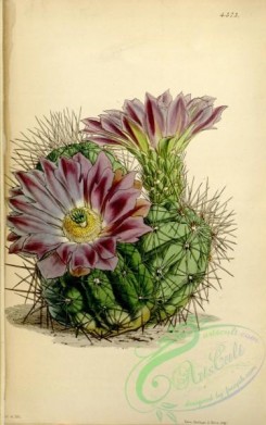 cacti_flowers-00522 - 4373-echinocactus chlorophthalmus, Green-eyed Echinocactus [2164x3449]