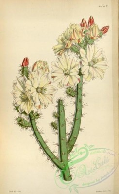 cacti_flowers-00529 - 4542-opuntia salmiana, Prince de Salm's Opuntia [2147x3482]
