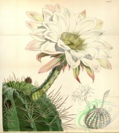 cacti_flowers-00535 - 4687-echinopsis cristata, Crested Echinopsis [3529x3960]