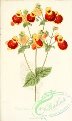 calceolaria-00028 - Calceolaria [2212x3710]