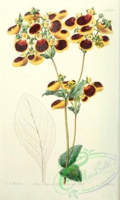 calceolaria-00069 - 1448-diandria monogynia, Mr Young's Calceolaria [2113x3514]