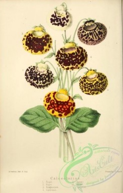 calceolaria-00096 - calceolaria [2558x3998]