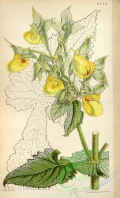 calceolaria-00117 - 4525-calceolaria pavonii, Pavon's Slipperwort [2119x3482]