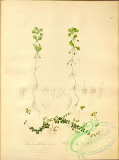 calceolaria-00123 - hydranthelium egense, calceolaria tenella [4372x5870]