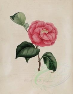 camellias_flowers-00006 - camellia beck's conspicua [2984x3824]