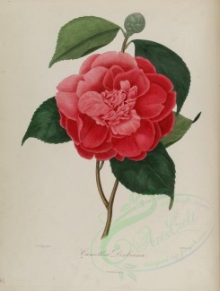 camellias_flowers-00028 - camellia derbiana [2785x3692]
