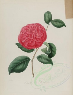 camellias_flowers-00033 - camellia duc d'Orleans [2849x3692]