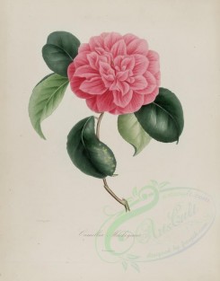camellias_flowers-00060 - camellia mackeyana [2920x3727]