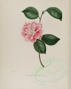 camellias_flowers-00092 - camellia sweetiana [3048x3838]