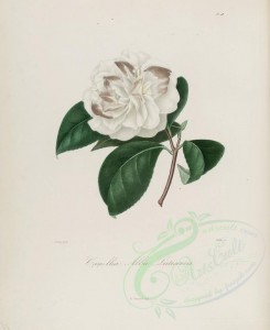 camellias_flowers-00102 - camellia alba lutescens [2964x3630]