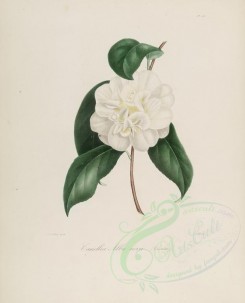 camellias_flowers-00103 - camellia alba nova [2964x3670]