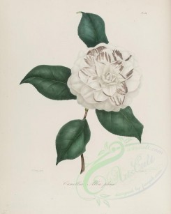 camellias_flowers-00104 - camellia alba plena [2900x3630]