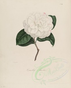 camellias_flowers-00105 - camellia ameliae [2964x3670]