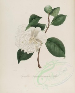 camellias_flowers-00106 - camellia anemoneflora warrata alba [2964x3670]