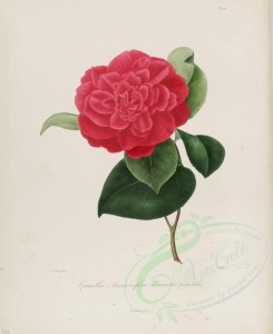 camellias_flowers-00107 - camellia anemoneflora warrata senensis [2964x3630]