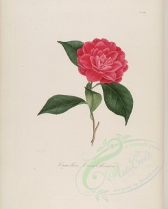 camellias_flowers-00113 - camellia candolleana [3100x3846]