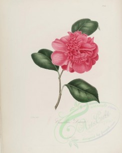 camellias_flowers-00120 - camellia diana [2900x3630]