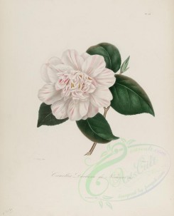 camellias_flowers-00123 - camellia duchesse de nemours [2964x3670]