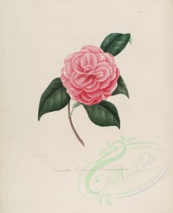 camellias_flowers-00125 - camellia elata de cunningham [2964x3670]