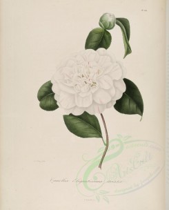camellias_flowers-00127 - camellia elegantissima striata [3100x3846]