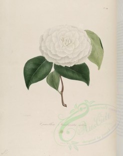 camellias_flowers-00129 - camellia fimbriata alba [2996x3797]
